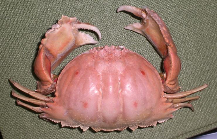 calappa quadrimaculata T.F.C. dorsal view.bmp